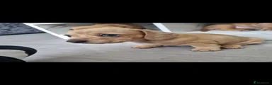 Dachshund 1 