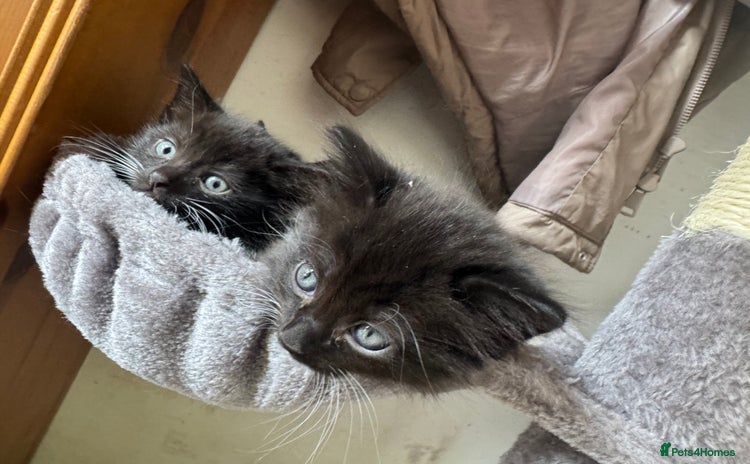 Mixed Breed cats - Advert 3