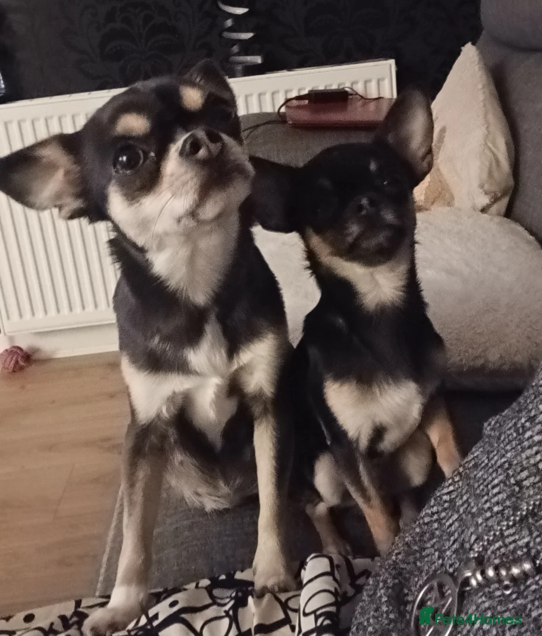 Chihuahua dogs for sale: 3 boy chihuahuas  - Advert 10