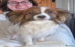 Papillon dogs for sale: KC Papillon. DNA health tested.  - Image 18