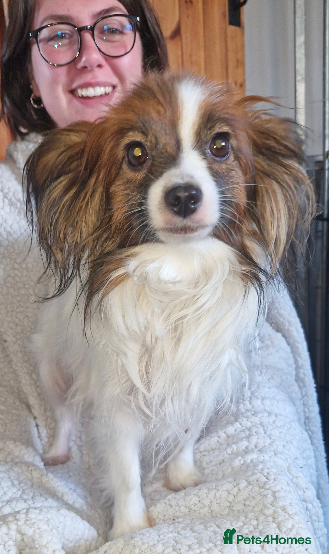 Papillon dogs for sale: KC Papillon. DNA health tested.  - Image 18