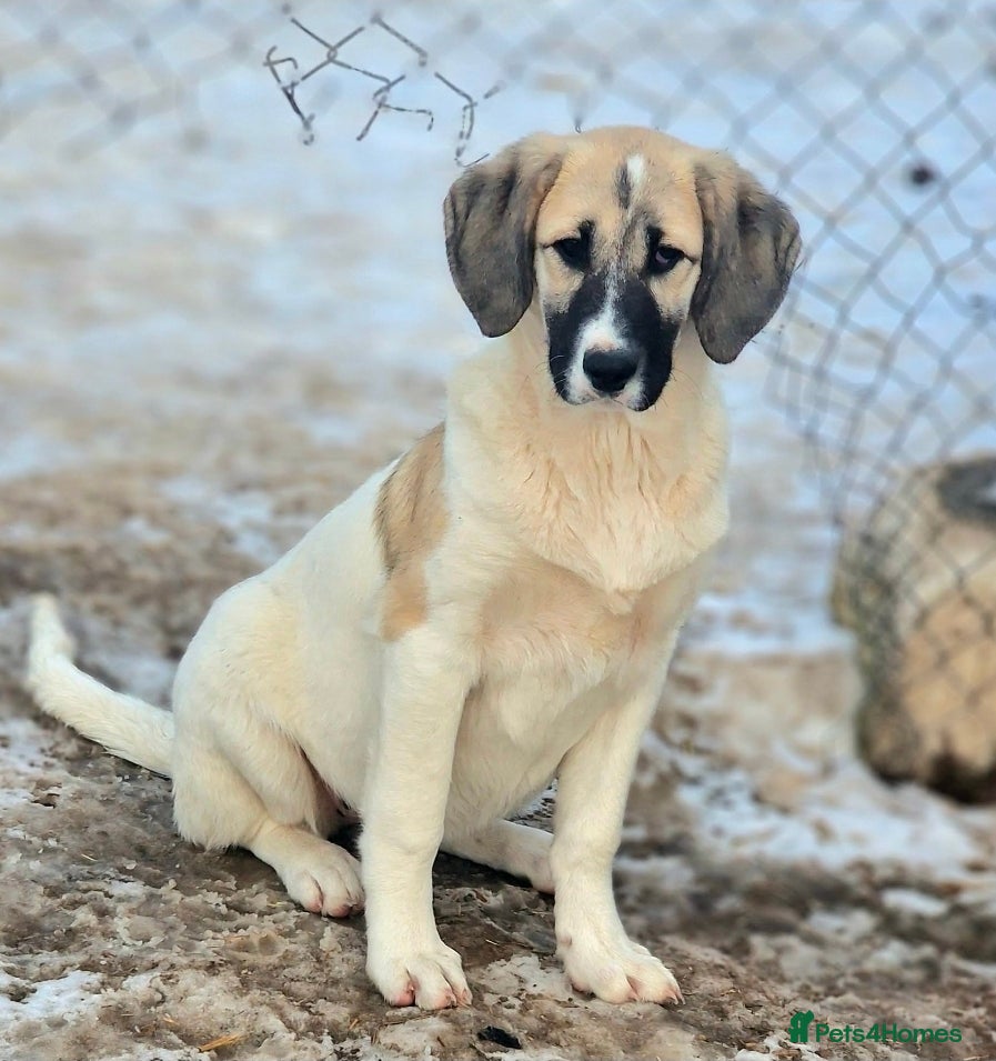 Mixed Breed dogs ORLA ( Foster to adopt)  - Advert 1