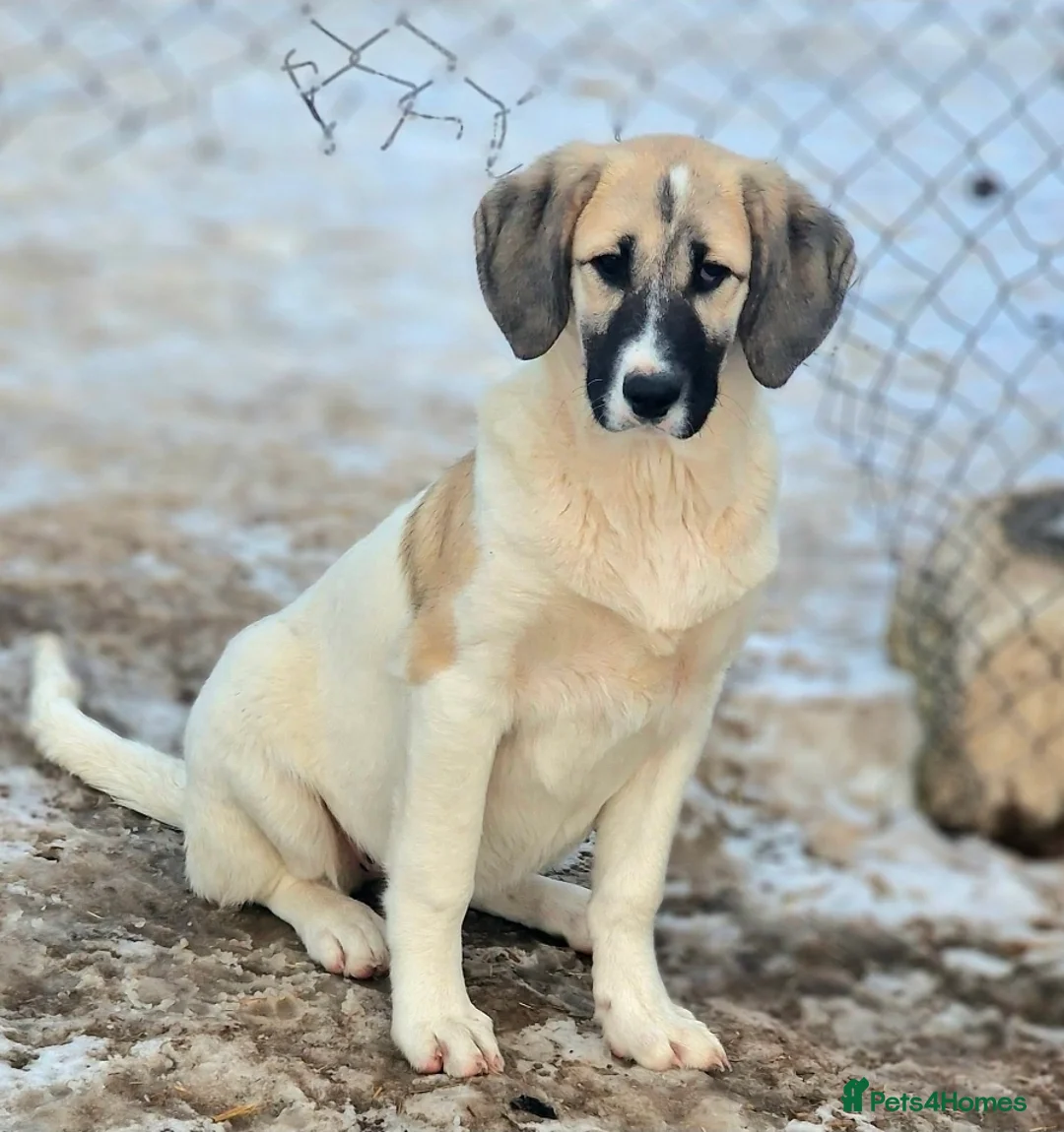 Mixed Breed dogs for adoption: ORLA ( Foster to adopt)  - Advert 1