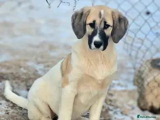 Mixed Breed dogs ORLA ( Foster to adopt) - Advert 1