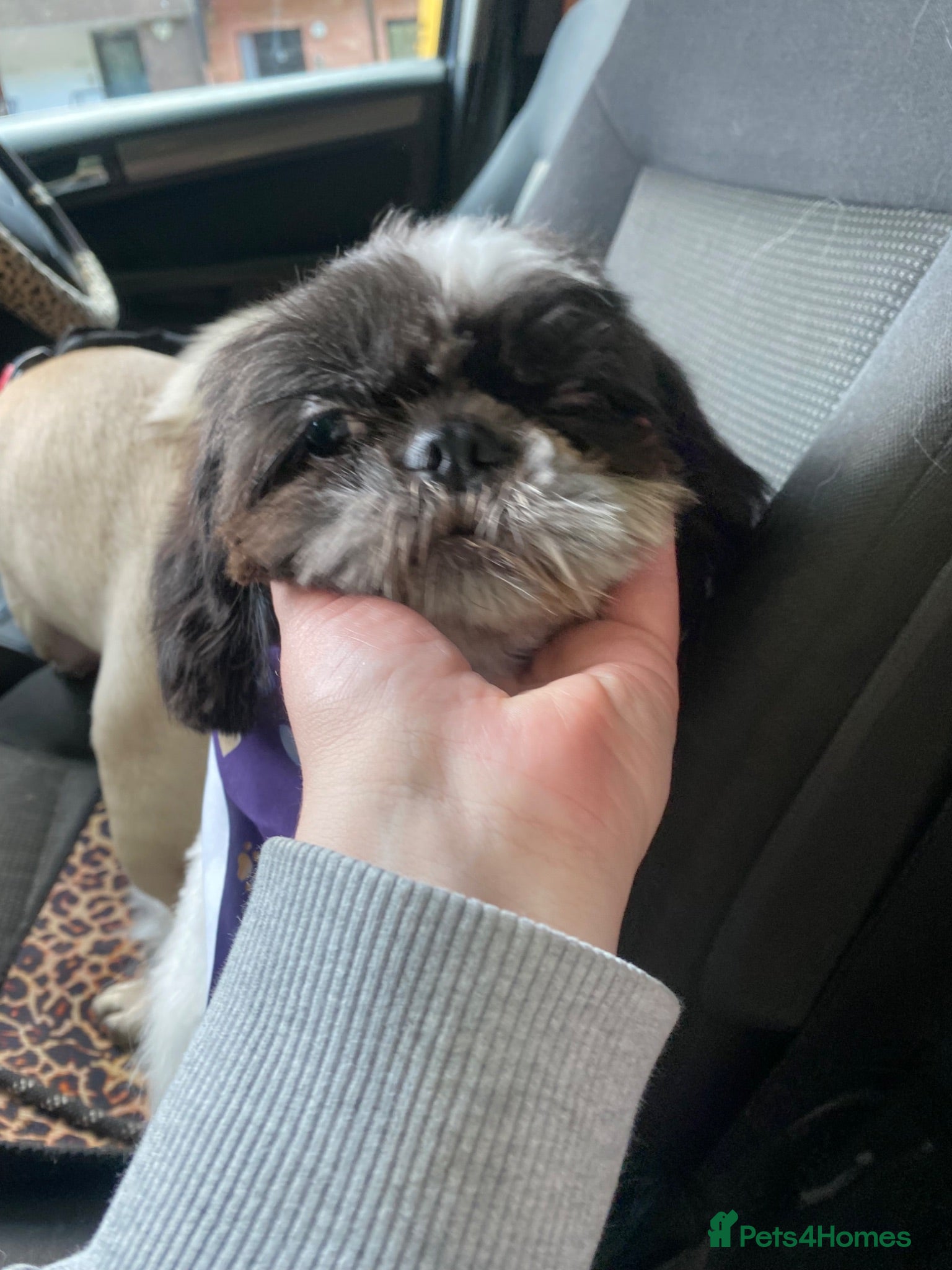 Shih Tzu dogs London based Pedigree Imperial Tiny Shih Tzu boy - Advert 5
