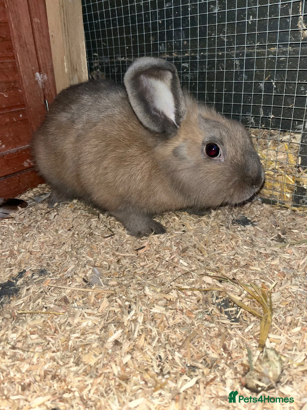 Mixed Breed rabbits for sale: Male lionlop cross - Advert 1