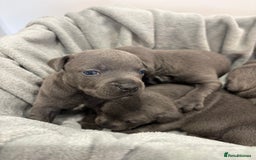 Staffordshire Bull Terrier dogs for sale: 💙💙Champion bloodline blue staffy pups !!!💙💙 - Image 3