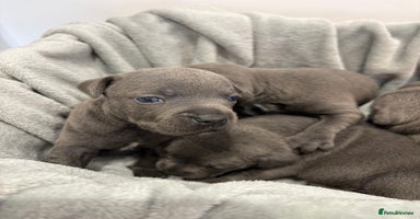 Staffordshire Bull Terrier dogs - Advert 3