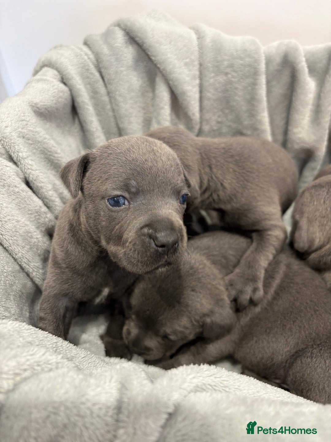 Staffordshire Bull Terrier dogs for sale: 💙💙Champion bloodline blue staffy pups !!!💙💙 - Image 3