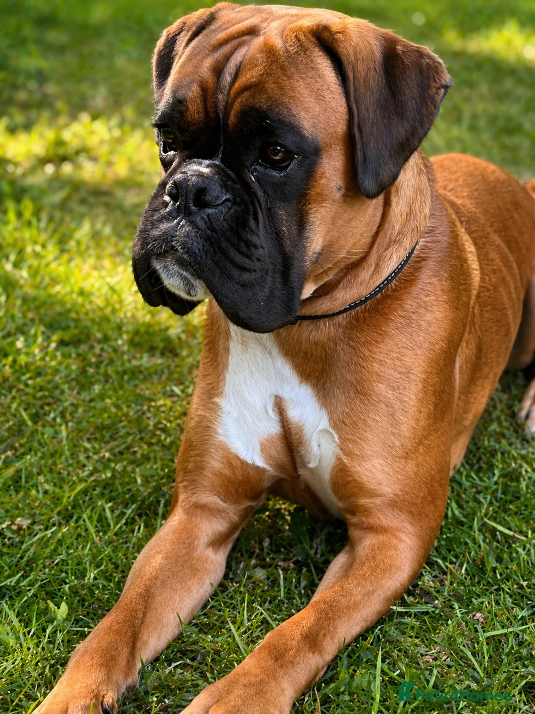 Boxer dogs for sale: BOXER pups - Advert 12