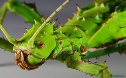 Stick Insects invertebrates for sale: Jungle Nymph Stick Insects - Large Juvenile Pair!! - Image 4