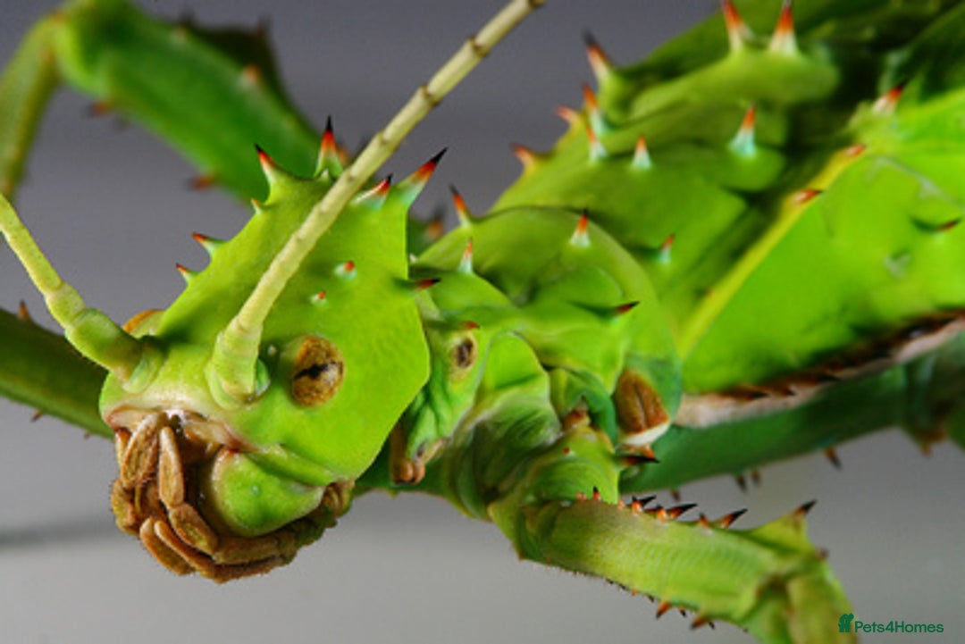 Stick Insects invertebrates for sale: Jungle Nymph Stick Insects - Large Juvenile Pair!! - Image 4