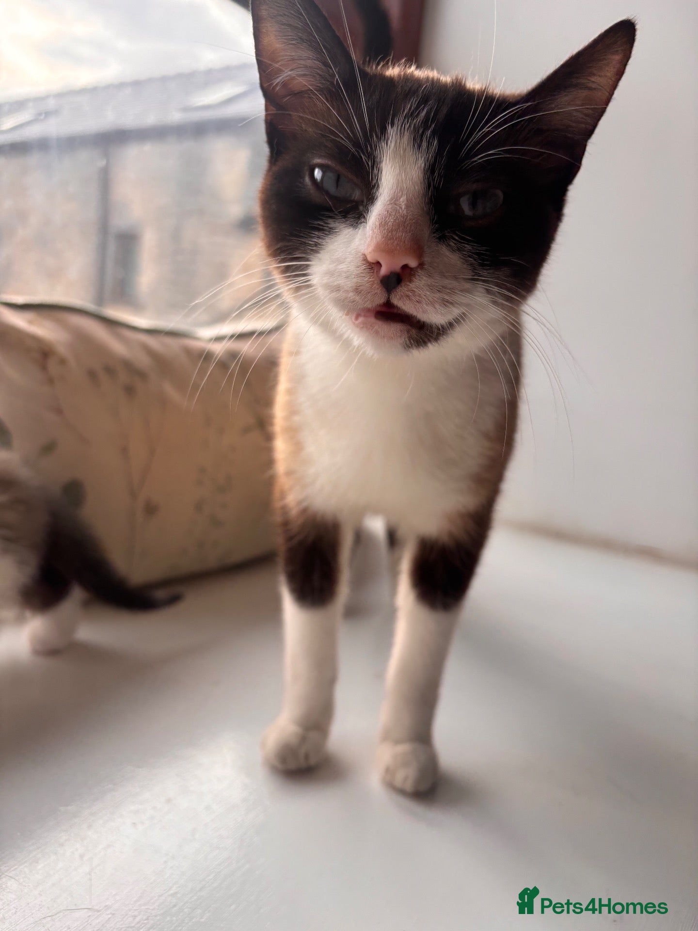 Mixed Breed cats Litter of 5 Kittens – Ready Soon  - Advert 5