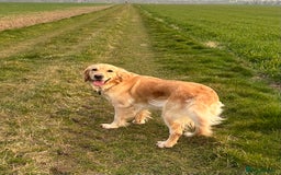 Double Doodle dogs for sale: Double Doodle puppies from Health tested parents - Image 20