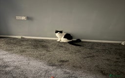 Mixed Breed cats for sale: Kittens for sale - Advert 12