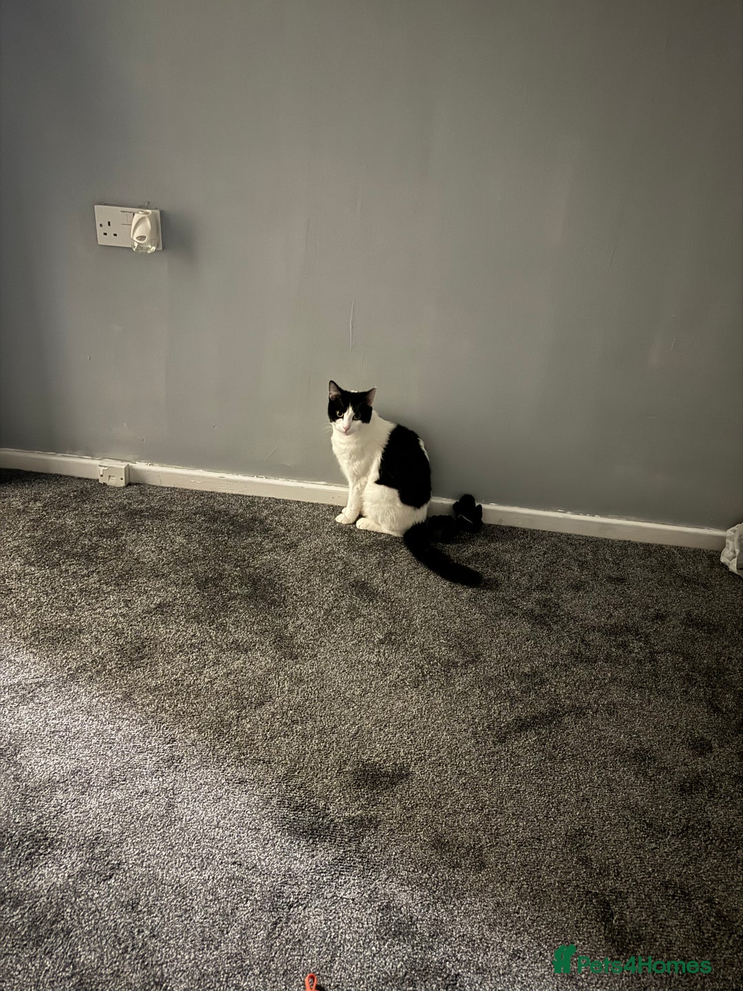 Mixed Breed cats for sale: Kittens for sale - Advert 12