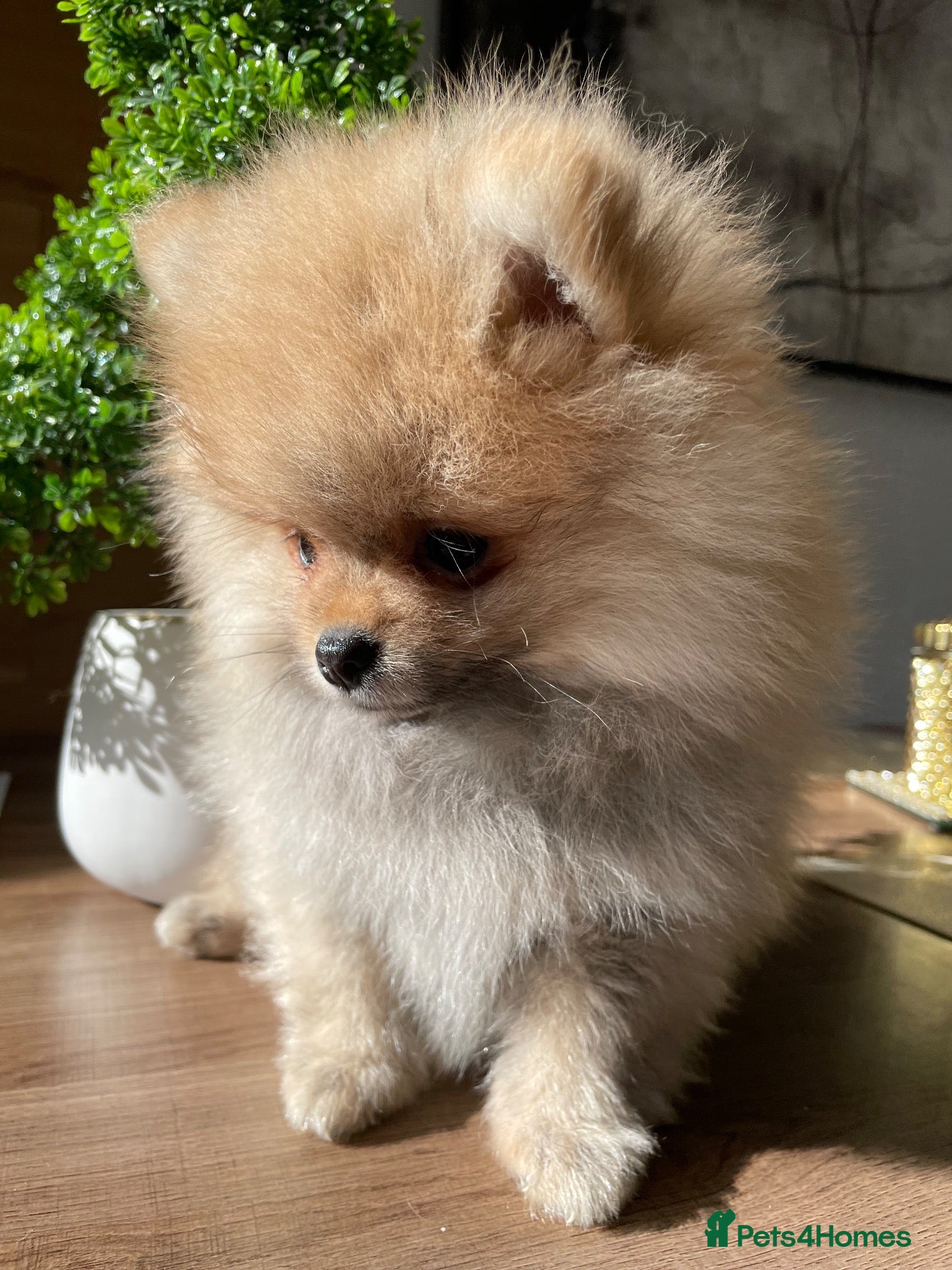 Pomeranian dogs Pomeranian puppies for sale - Advert 4