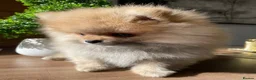 Pomeranian dogs for sale: Pomeranian puppies for sale - Advert 1