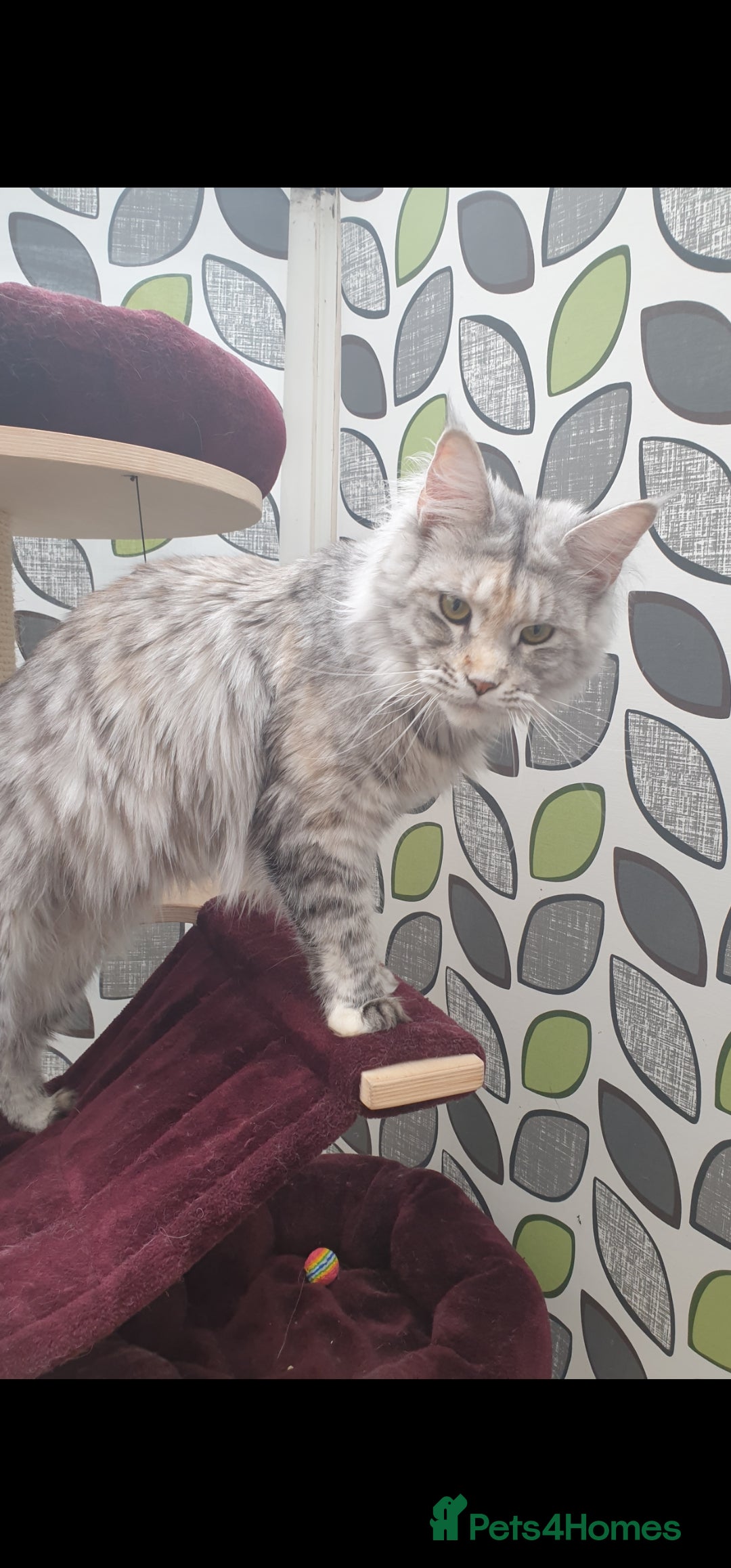 Maine Coon cats for sale: Mainecoon female xl - Image 3