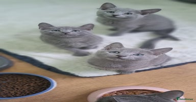 Russian Blue cats - Advert 2