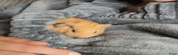 Guinea Pig rodents for sale: Baby guineas ready from 21/7/2026 - Advert 3