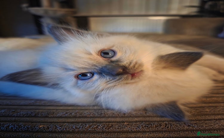 Ragdoll cats - Advert 2