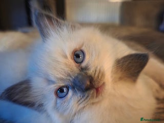 Ragdoll cats - Advert 11