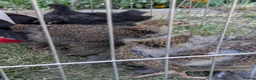 Chickens poultry for sale: 4 bantams and 2 brahmas for sale  - Advert 2