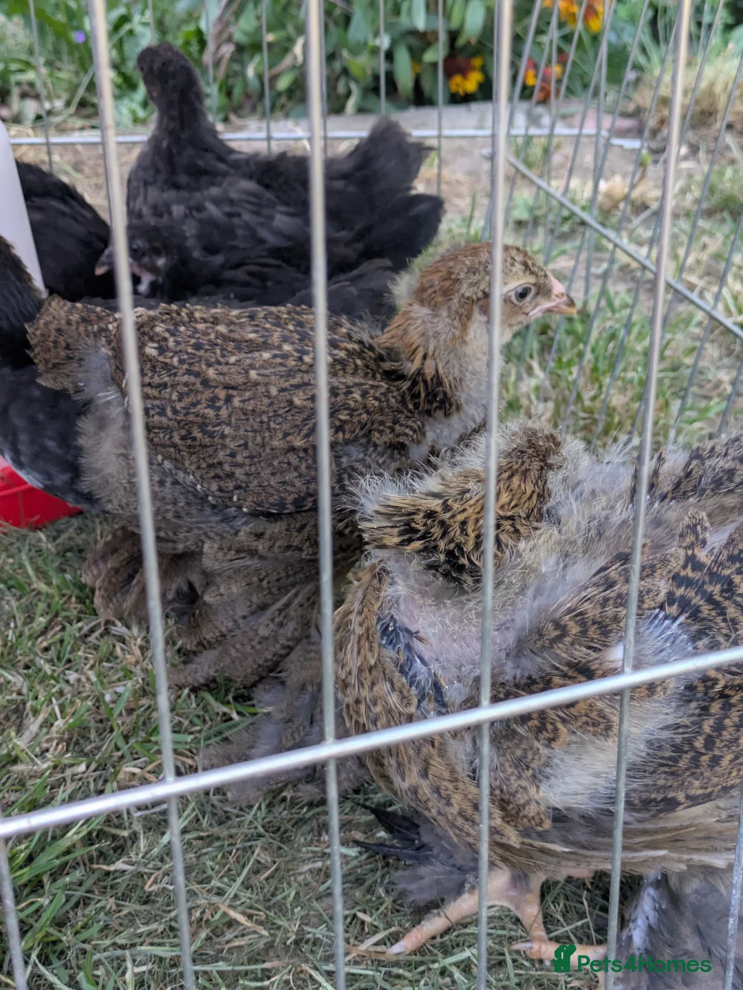 Chickens poultry for sale: 4 bantams and 2 brahmas for sale  - Advert 2