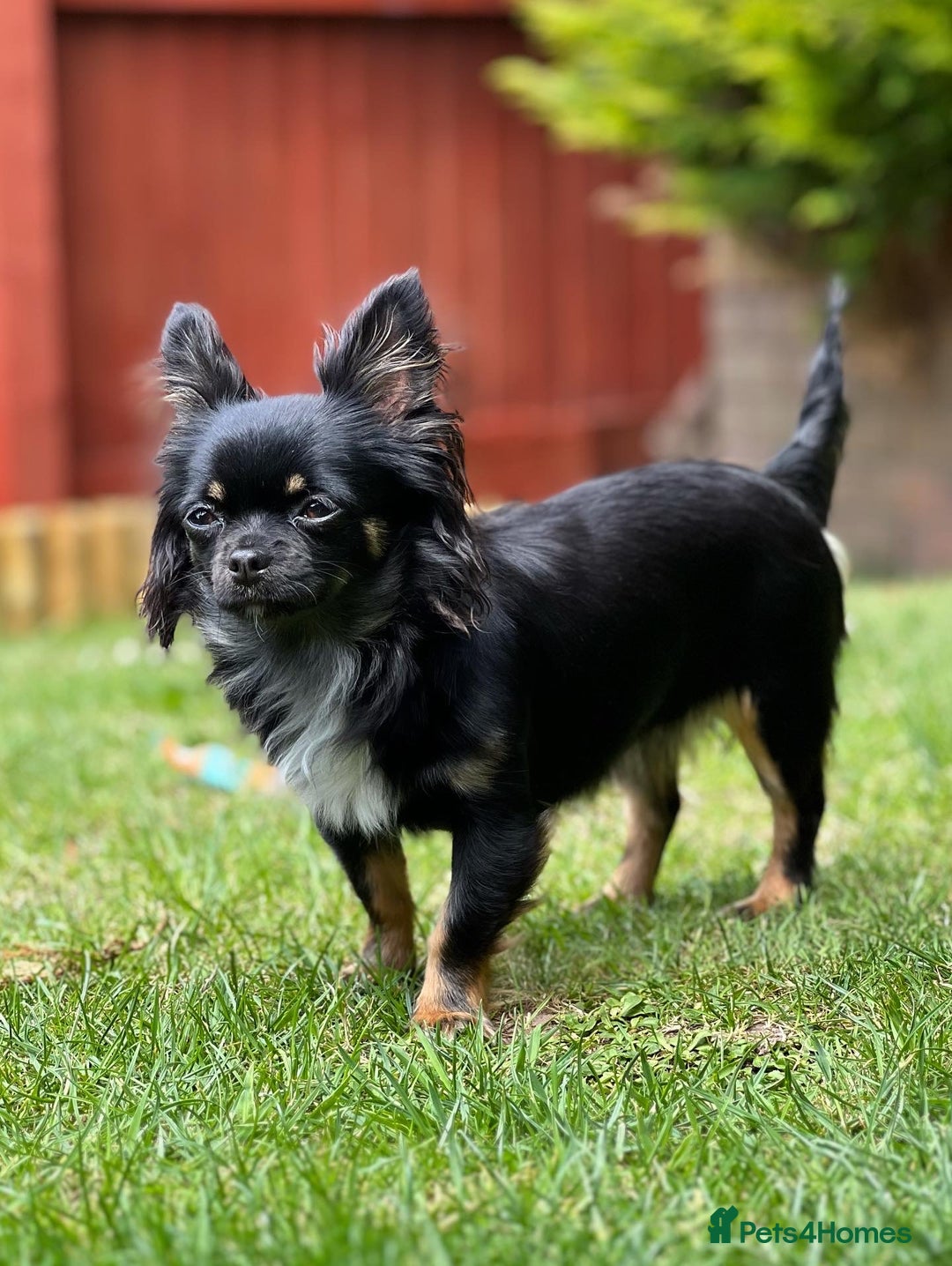 Chihuahua dogs for sale: One left! KC Reg Chihuahua Puppies-  Ready Now - Image 12