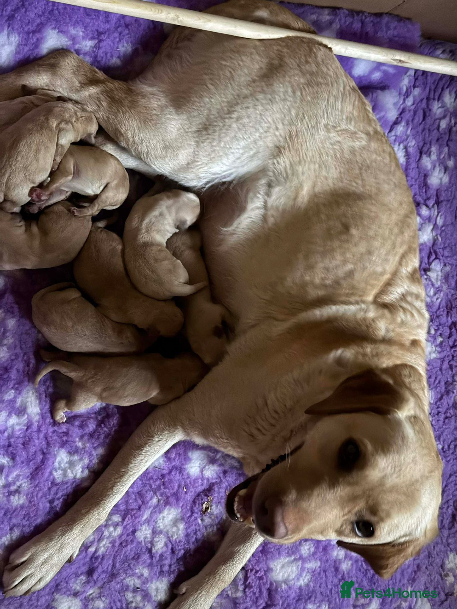 Labrador Retriever dogs for sale: Exceptional Working Labrador Puppies in Cheltenham - Advert 1