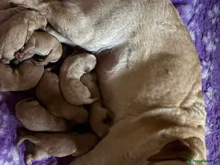 Labrador Retriever dogs Labrador Puppies ready to go to their new homes - Advert 1