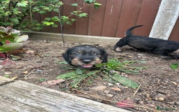 Dachshund dogs for sale: Wirey dachshund/ teckels - Image 13