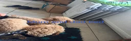Cavapoo dogs for sale: Cavapoo puppies - Advert 15