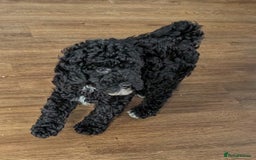 Miniature Poodle dogs for sale: KC registered health tested miniature poodle - Image 8