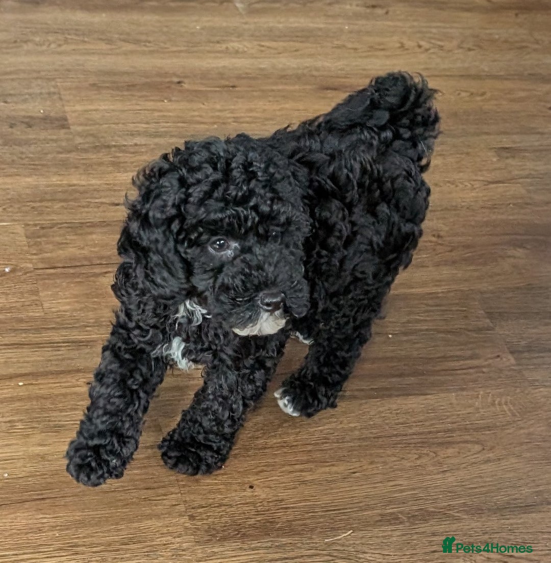 Miniature Poodle dogs for sale: KC registered health tested miniature poodle - Image 8