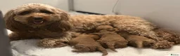 Australian Labradoodle dogs for sale: Beautiful Australian Labradoodle Pups  - Advert 3