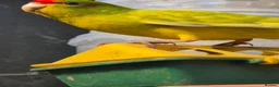 Parakeets birds for sale: Male cinnamon spangle Kakariki for Sale in Wirral - Advert 1