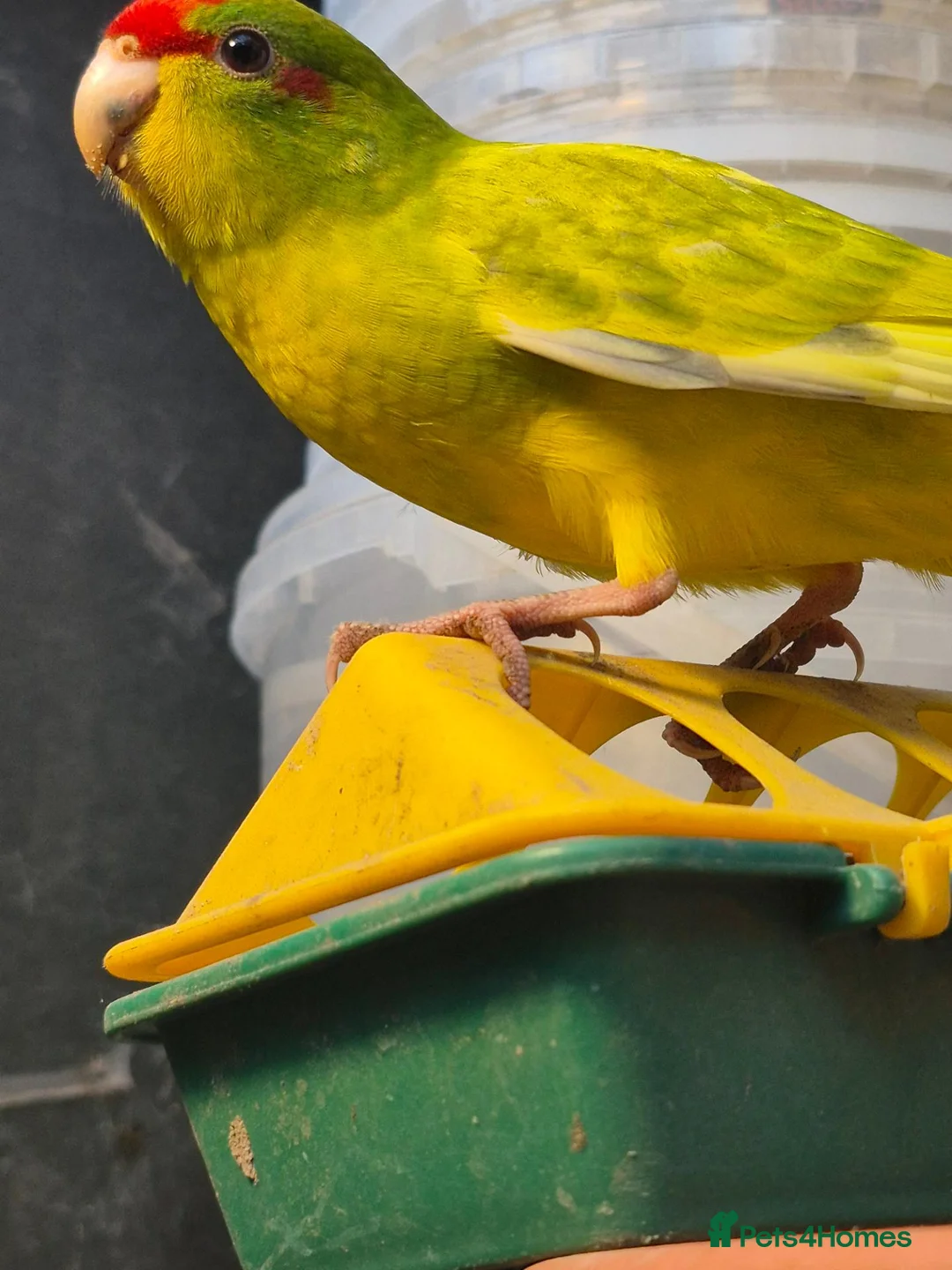 Parakeets birds for sale: Male cinnamon spangle Kakariki for Sale in Wirral - Advert 1