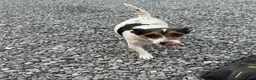 Jack Russell dogs for sale: 🐶 4 Adorable Jack Russel Puppies🐶 - Advert 3