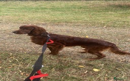 Irish Setter dogs for sale: Male Irish Red Setter 1 year old KC Reg - Image 4
