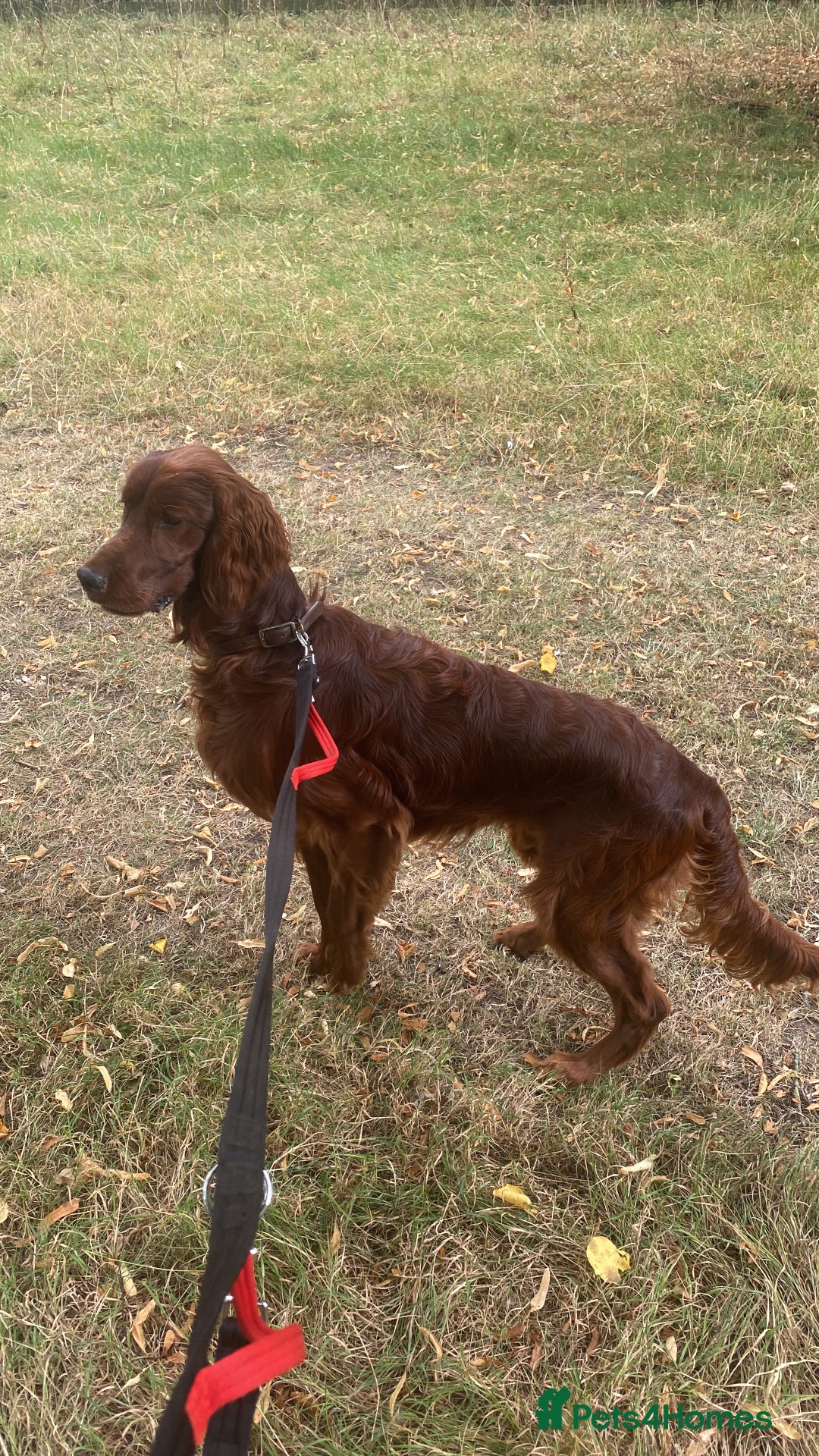 Irish Setter dogs for sale: Male Irish Red Setter 1 year old KC Reg - Image 4