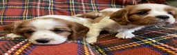 Cavalier King Charles Spaniel dogs for sale: Beautiful Cavalier King Charles KC Registered GIRL - Advert 12