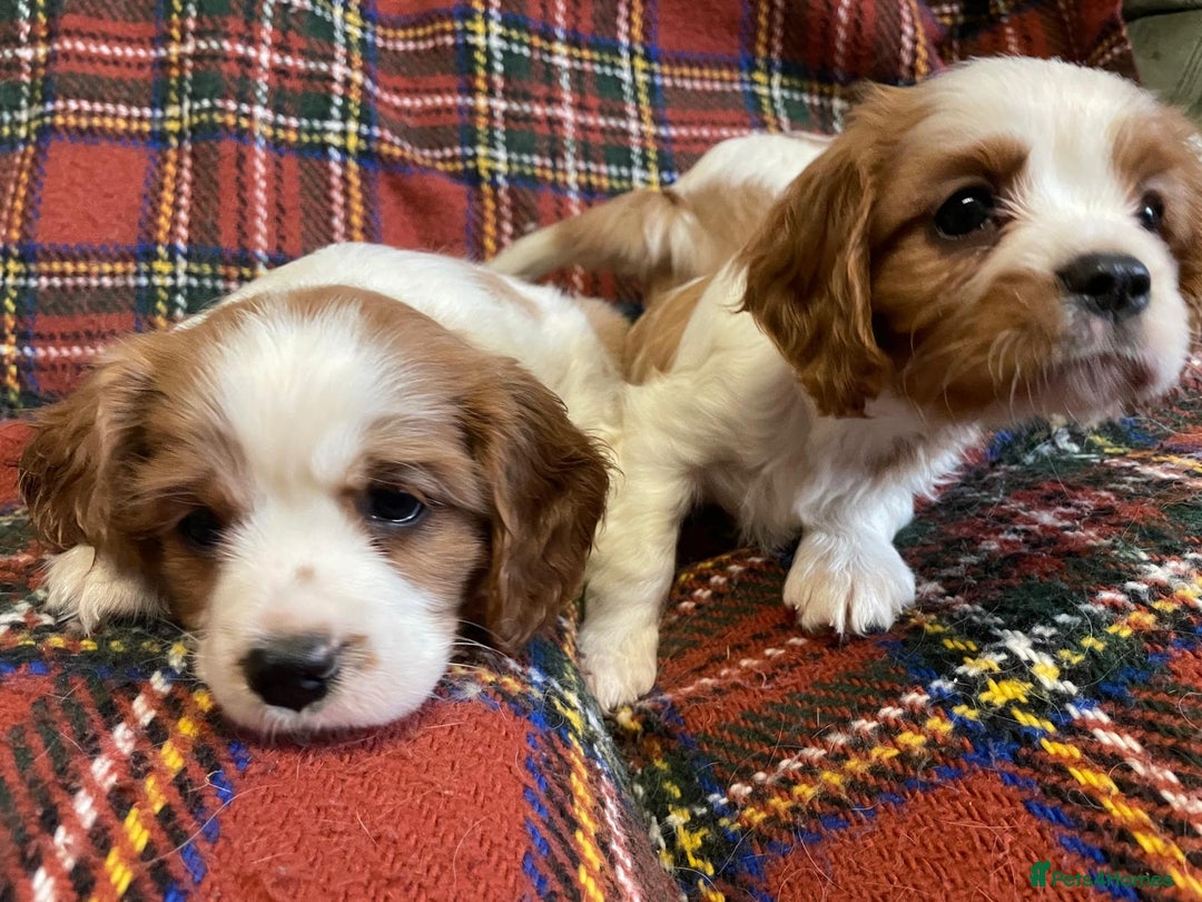 Cavalier King Charles Spaniel dogs for sale: Beautiful Cavalier King Charles KC Registered Pups - Image 12