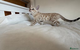 Bengal cats for sale: TICA Registered Snow Bengal kittens  - Image 13