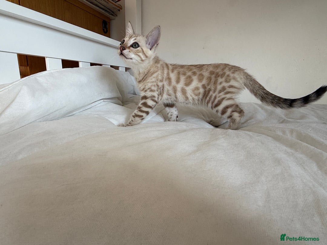 Bengal cats for sale: TICA Registered Snow Bengal kittens  - Image 13