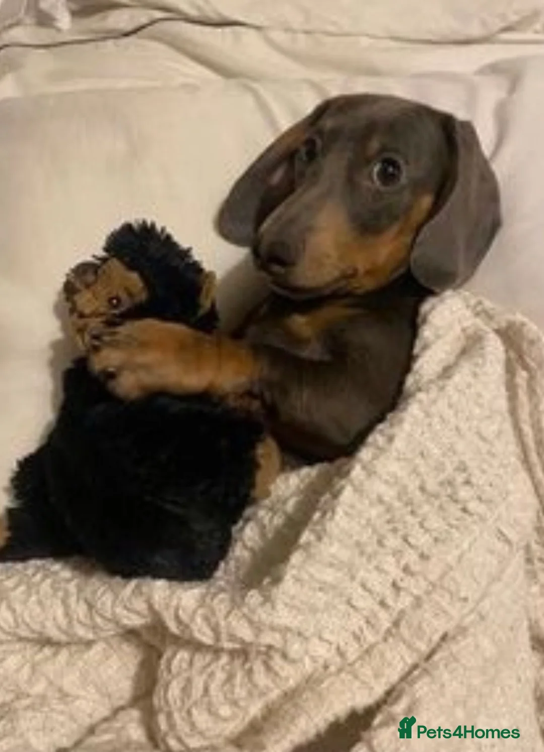 Miniature Dachshund dogs for stud: 🐾HUGO THE BOSS (KC REG & PRA CLEAR) PROVEN STUD🐾 in Manchester - Advert 31