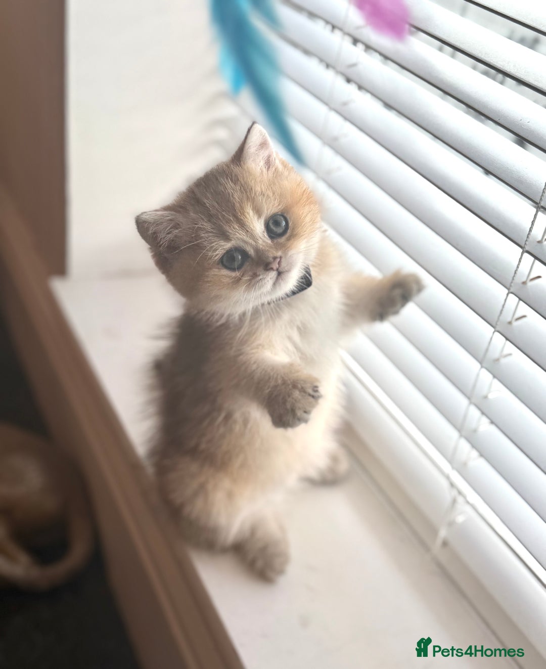 Scottish Fold cats for sale: 😻Pure breed Stunning Scottish straight angels 😻 - Image 8