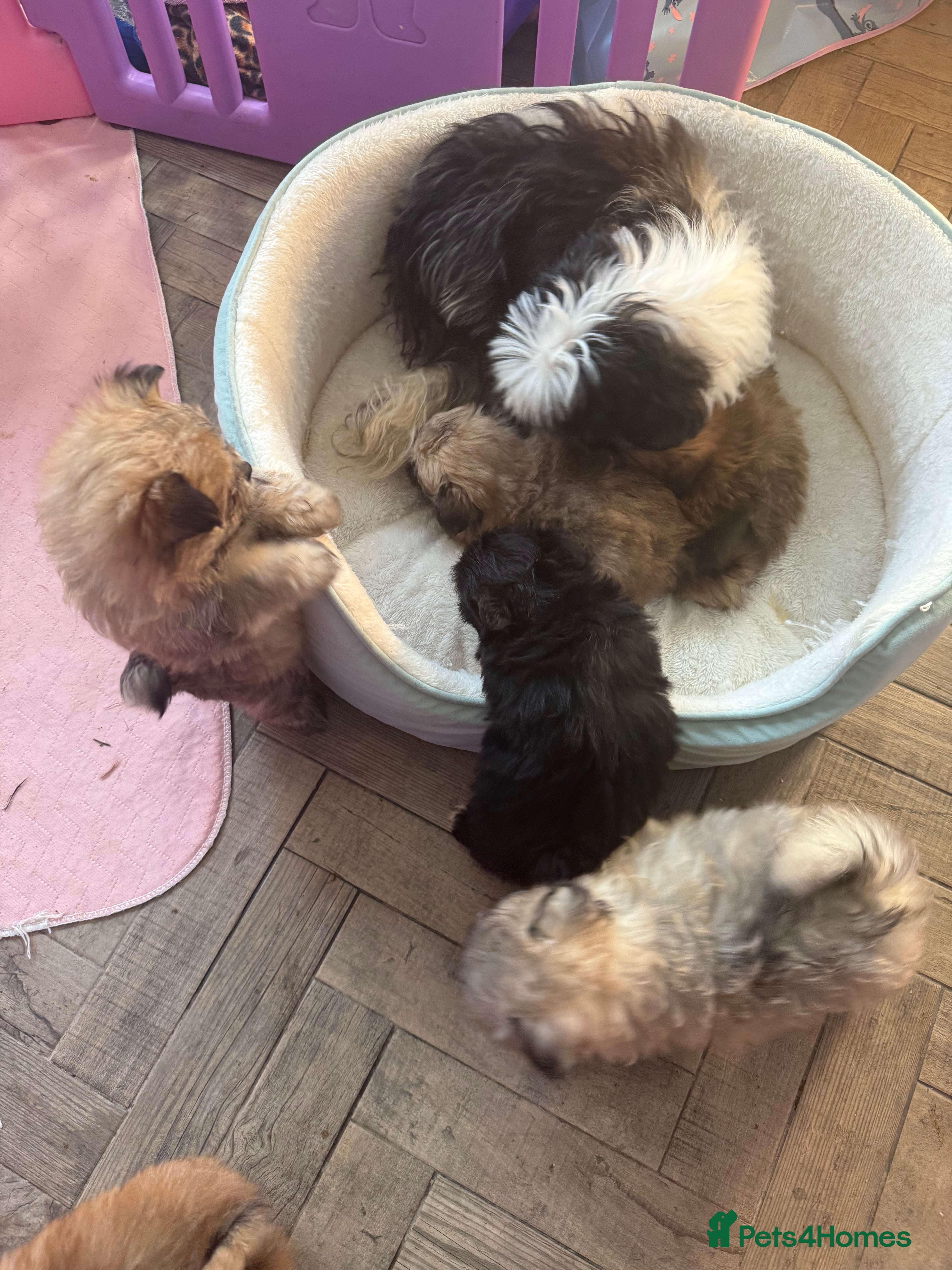 Mixed Breed dogs Pomeranian cross puppies health checked  - Advert 2
