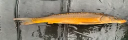 Koi Carp fish for sale: Mirror & Common Carp 10-16 Inches in Northwich - Advert 9